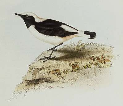 Pied Wheatear