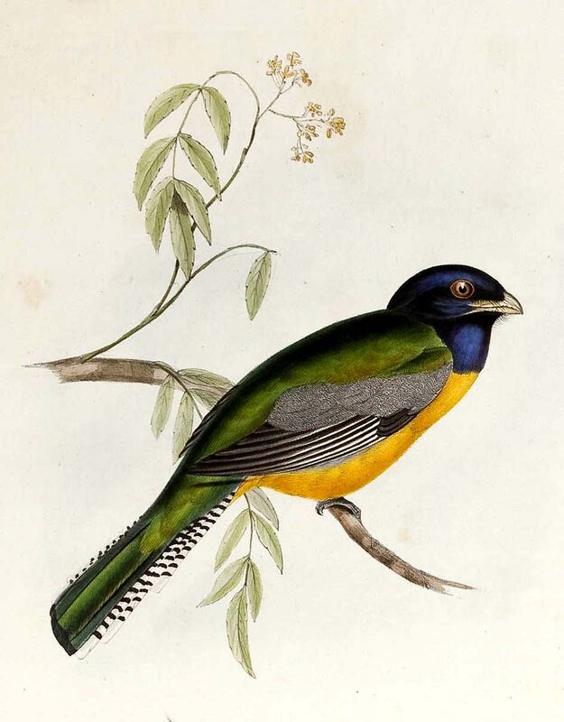 Gartered Trogon