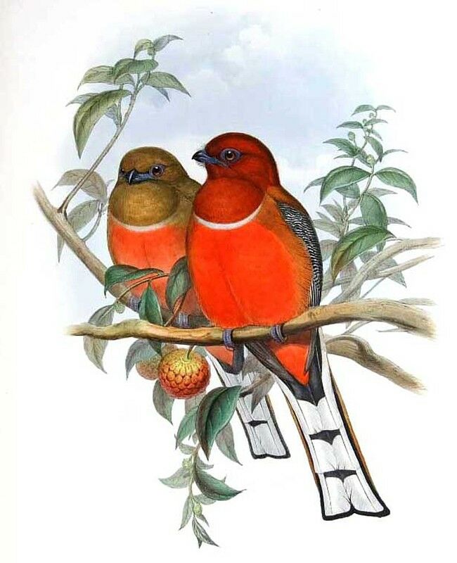 Red-headed Trogon