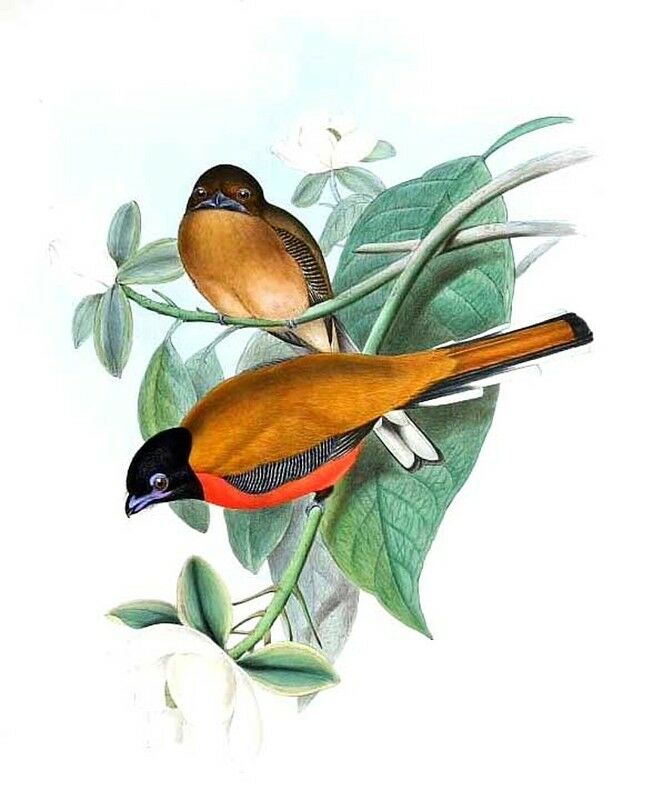 Cinnamon-rumped Trogon