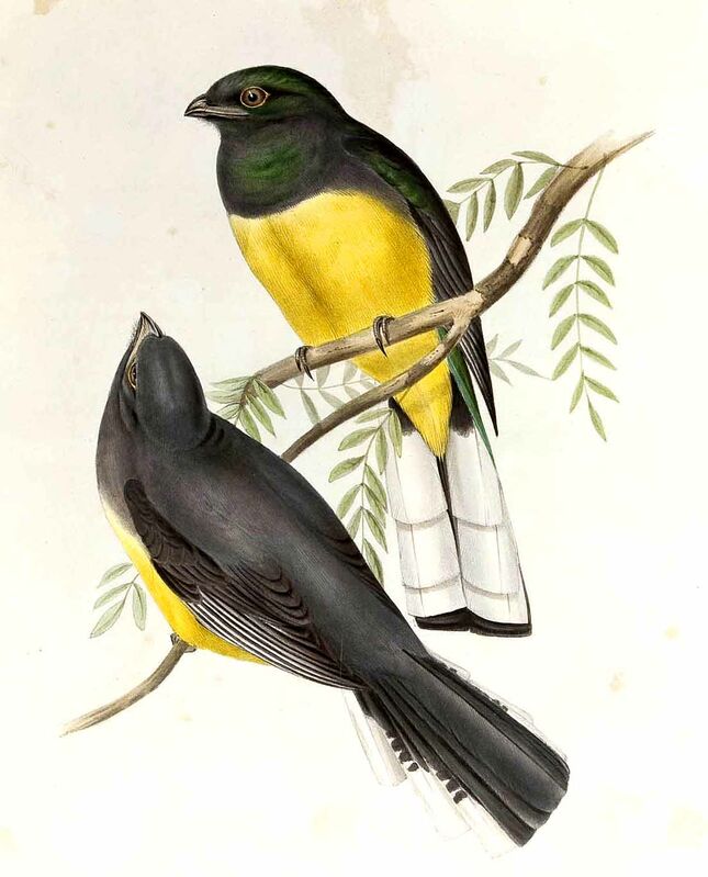 Citreoline Trogon