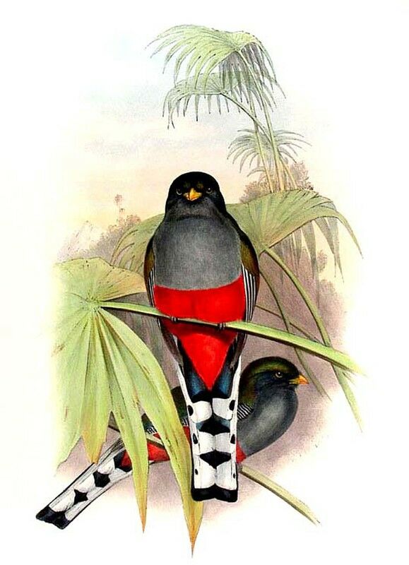 Trogon damoiseau