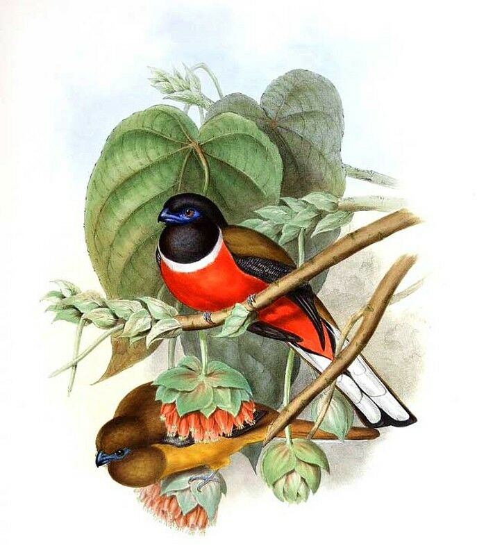 Trogon de Malabar