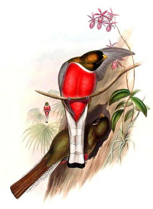 Elegant Trogon