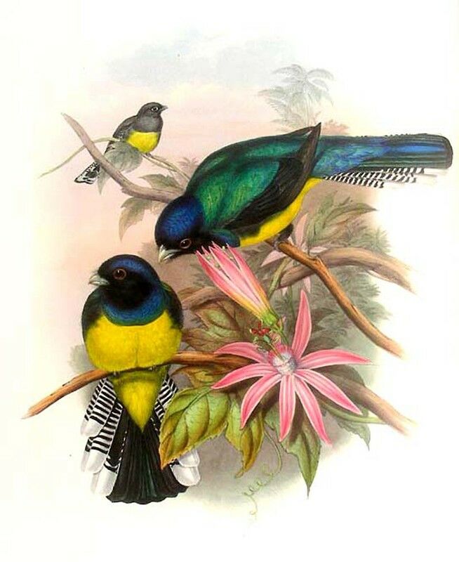 Guianan Trogon