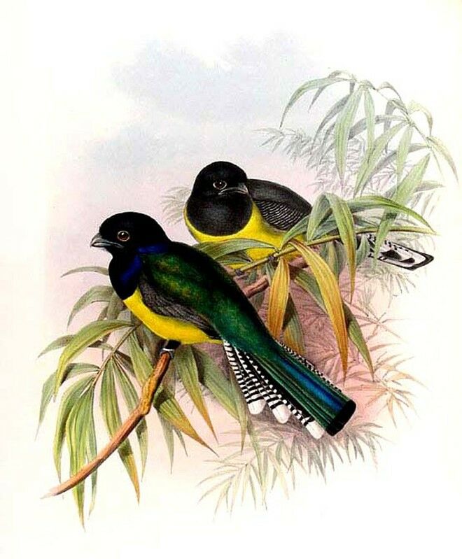 Guianan Trogon