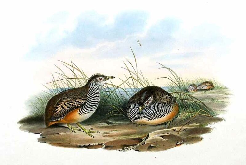 Barred Buttonquail