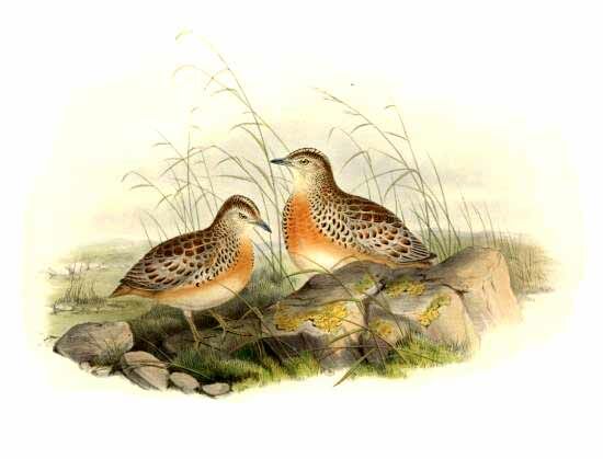 Common Buttonquail