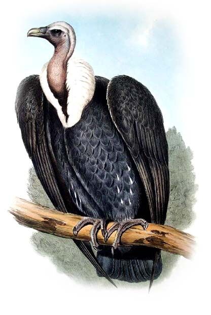 White-rumped Vulture