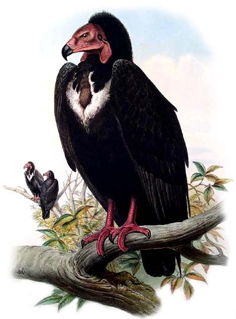 Red-headed Vulture