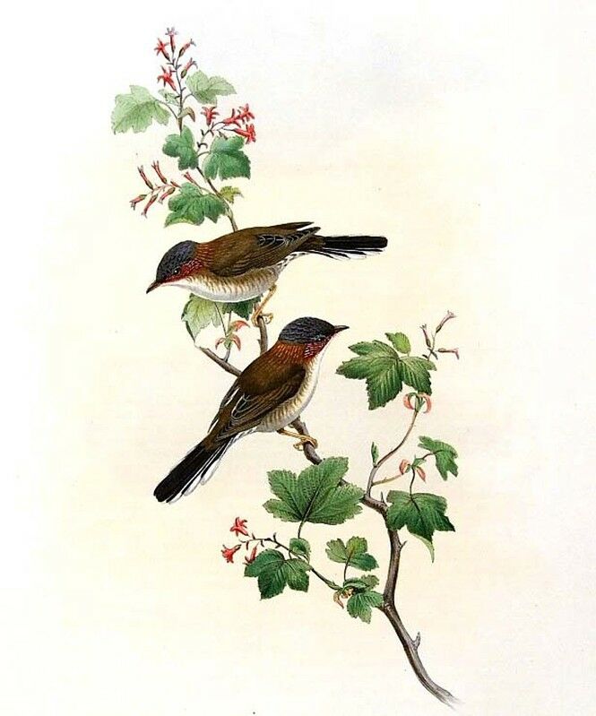 Yuhina à tête marron