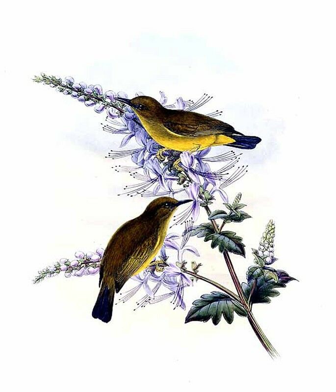 Makira White-eye