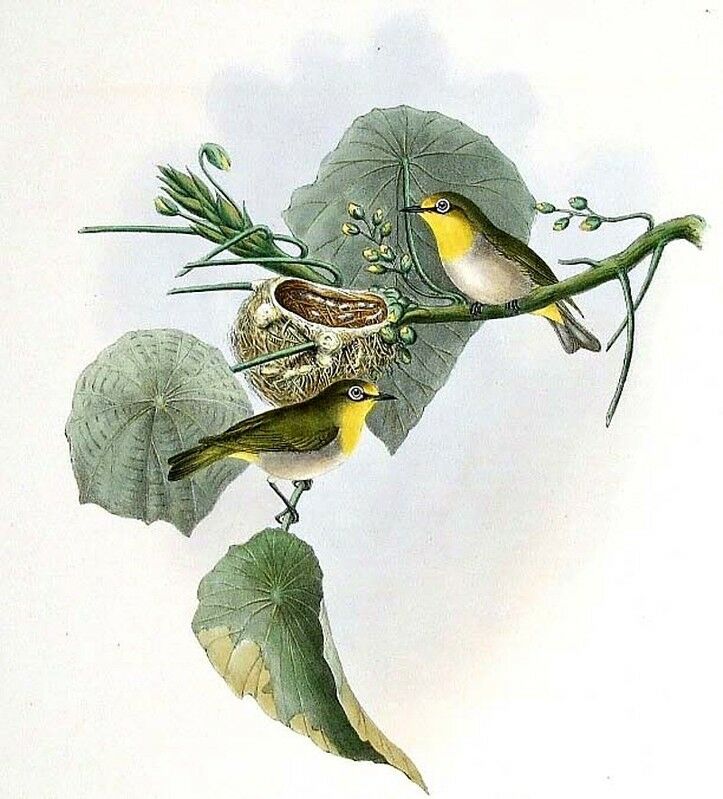 Warbling White-eye