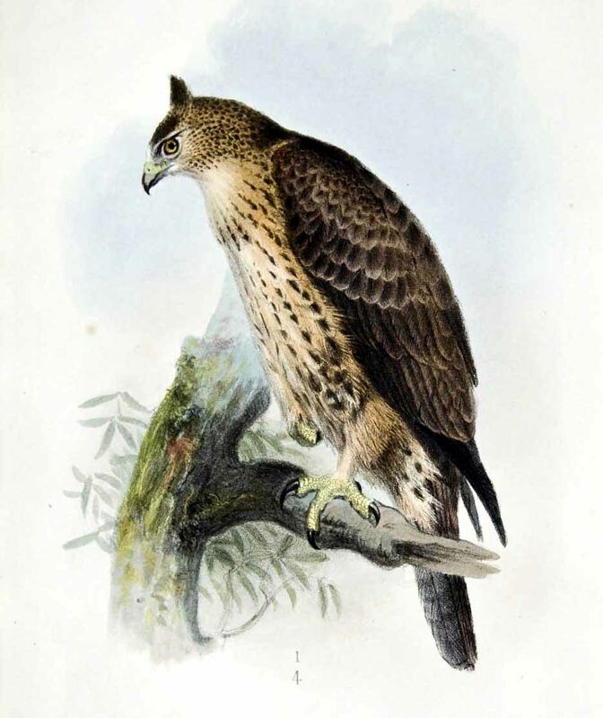 Aigle d'Ayres