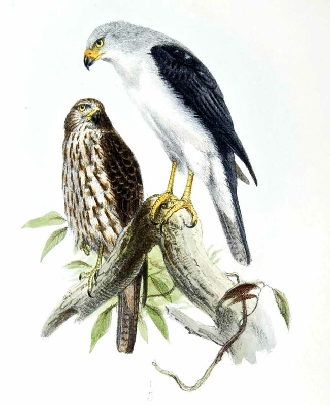 Grey-headed Goshawk