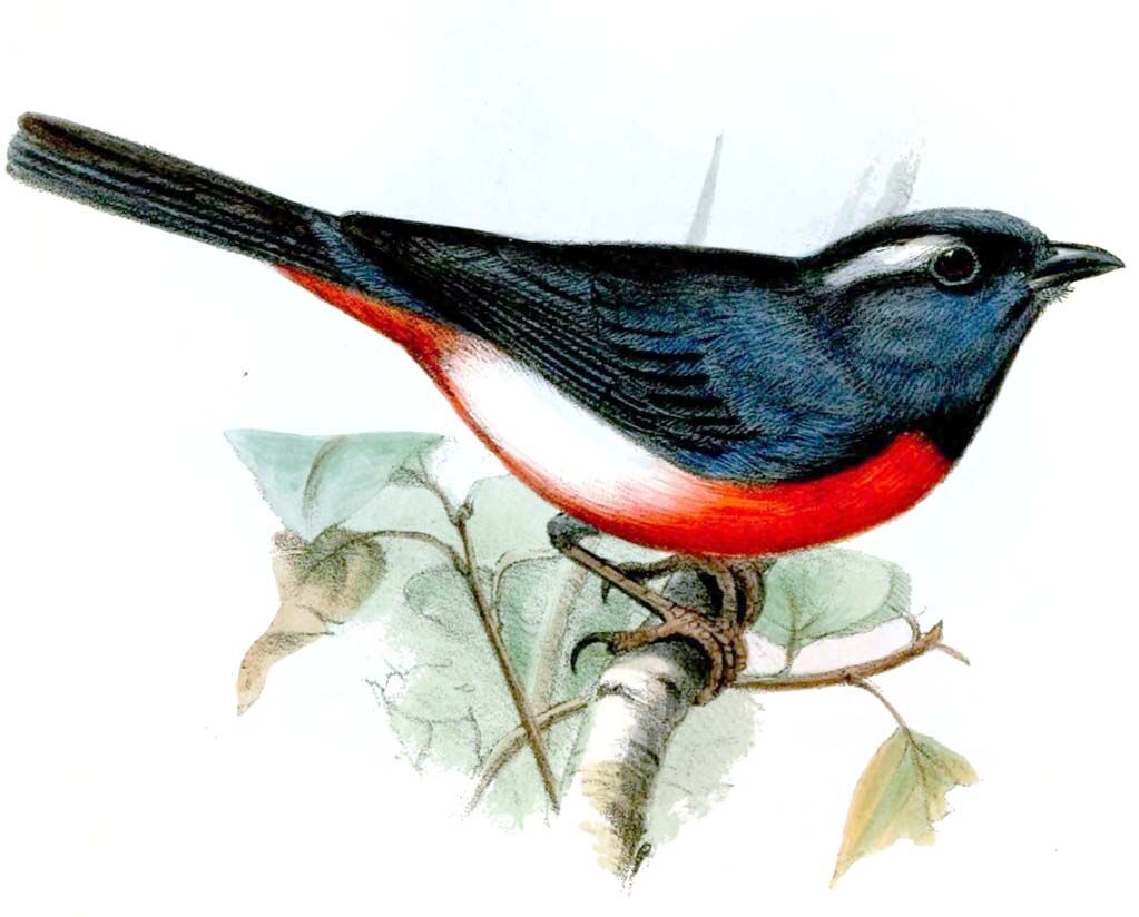 Granatelle à plastron