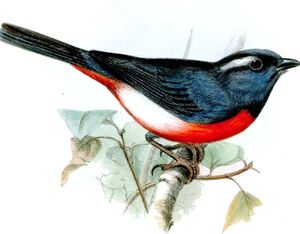 Granatelle à plastron