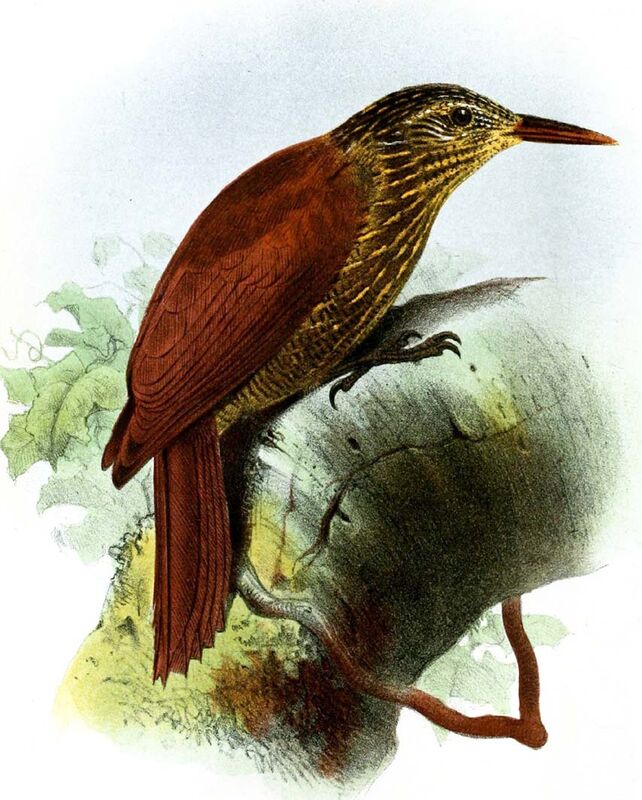 Black-banded Woodcreeper