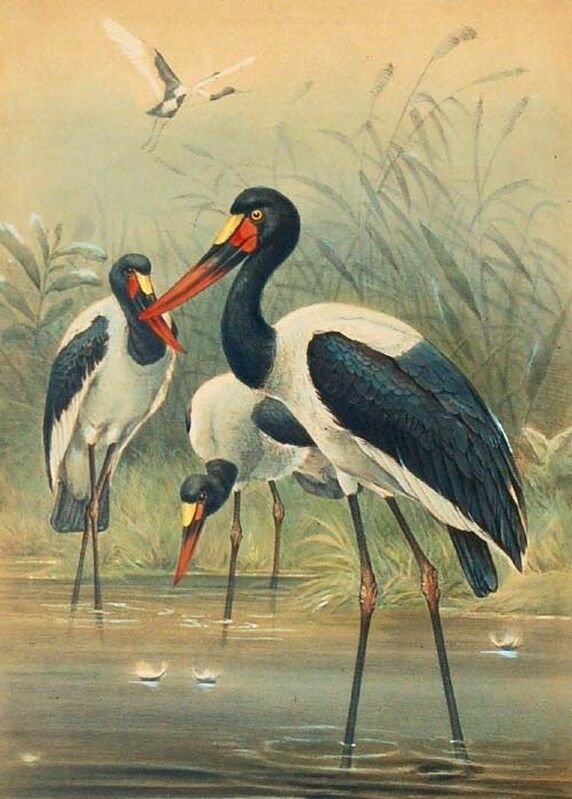 Jabiru d'Afrique