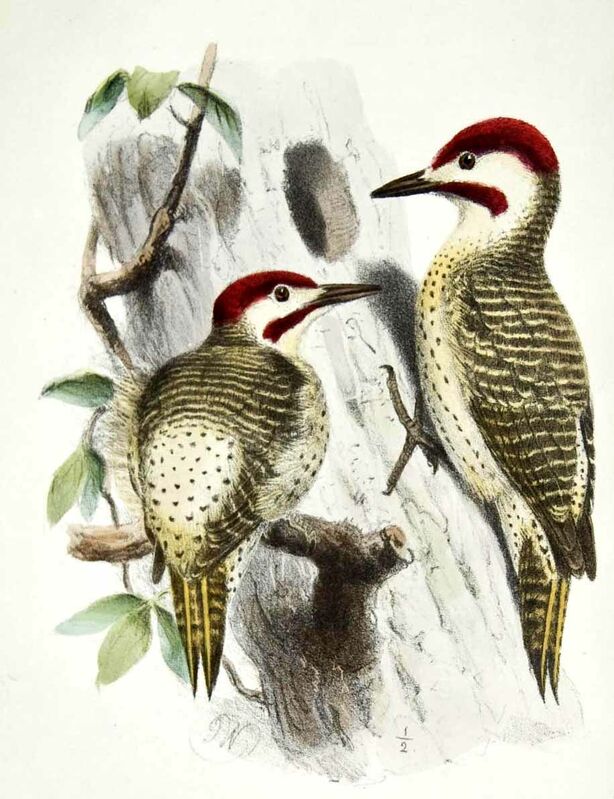 Bennett's Woodpecker