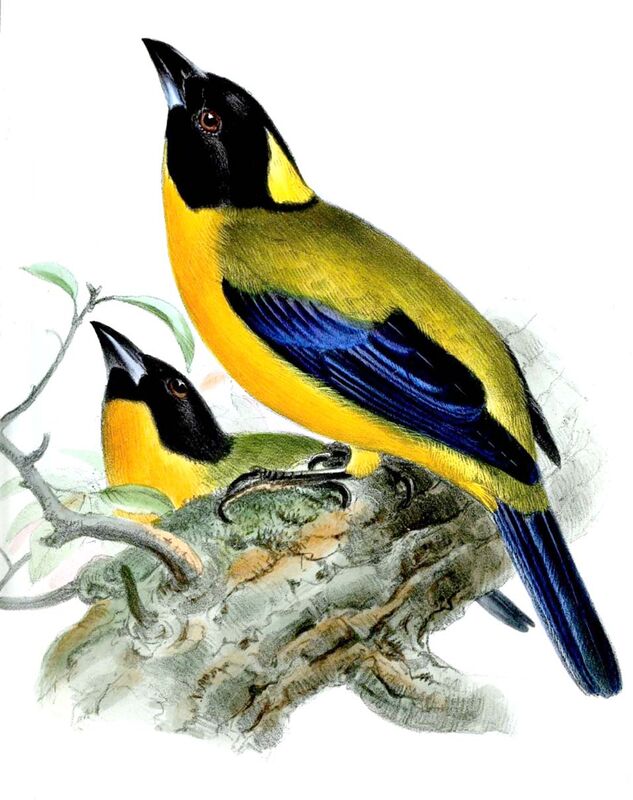 Black-chinned Mountain Tanager