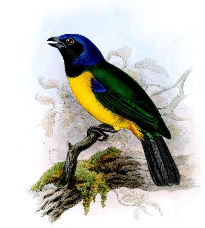 Black-chested Mountain Tanager