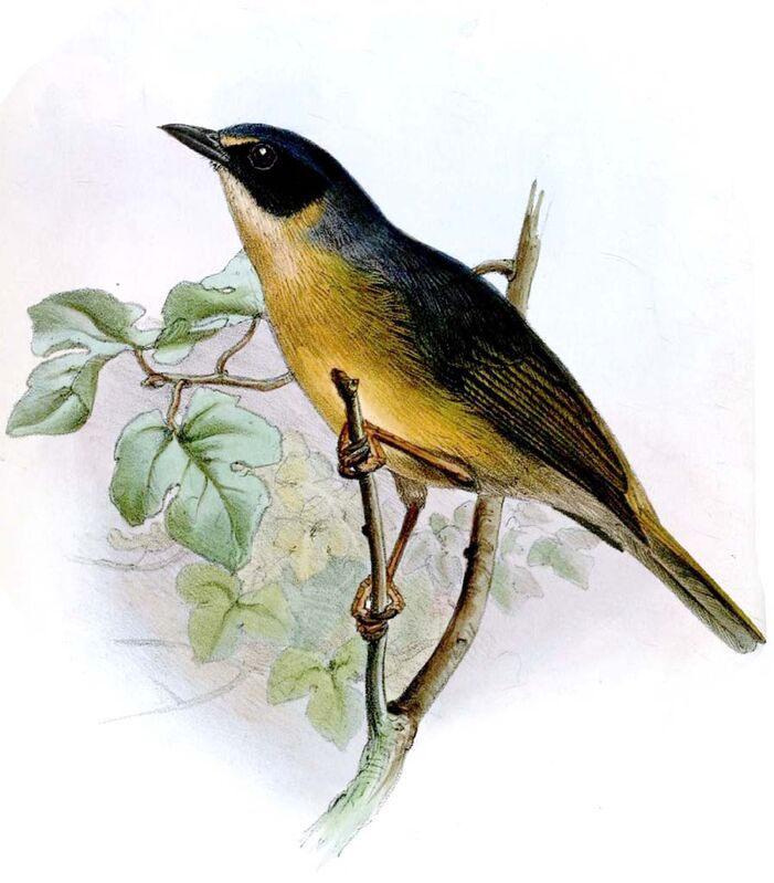 Black-eared Hemispingus