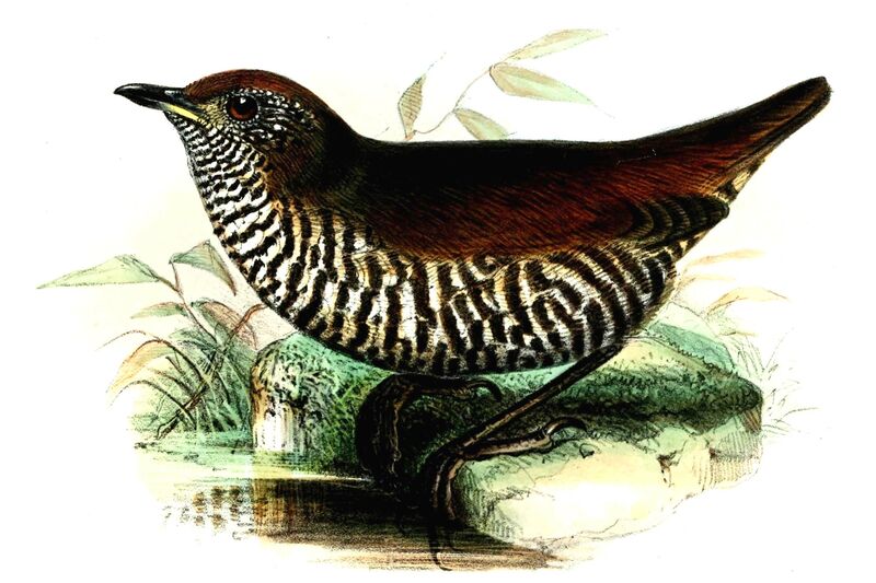 Barred Antthrush