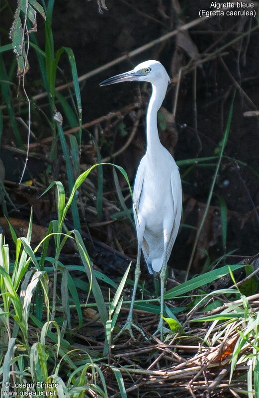 Aigrette bleue femelle