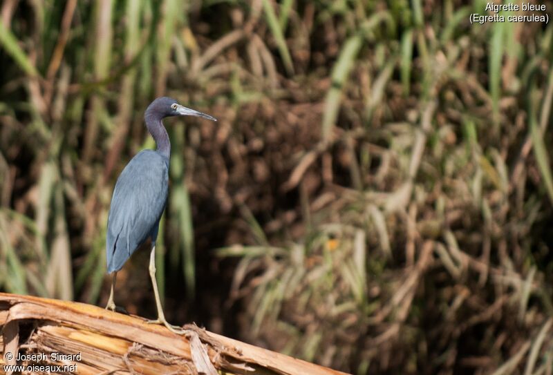 Aigrette bleue