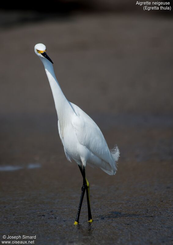 Aigrette neigeuse