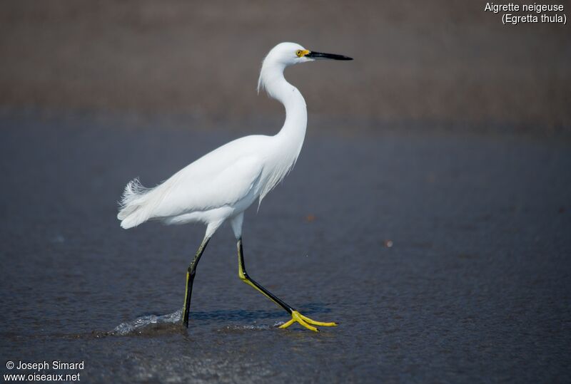 Aigrette neigeuse