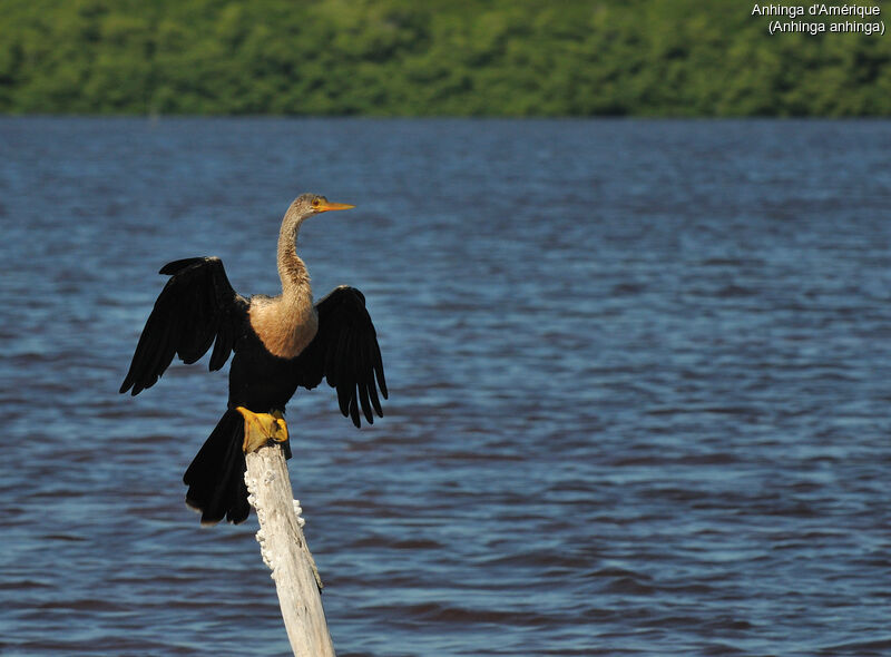 Anhinga d'Amérique