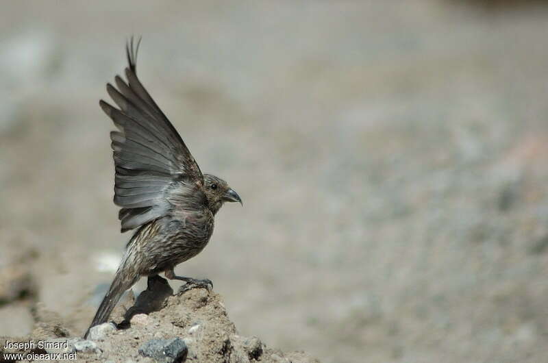 Bec-croisé bifasciéjuvénile, identification, Comportement