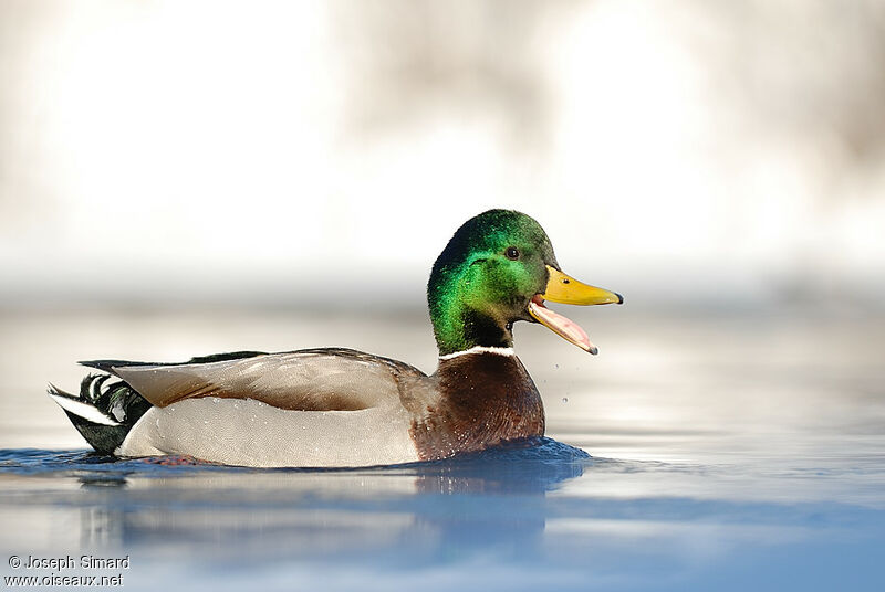 Canard colvert mâle