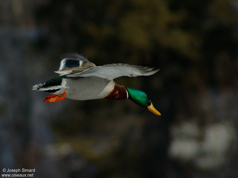 Canard colvert