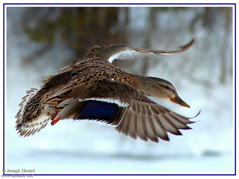 Canard colvert