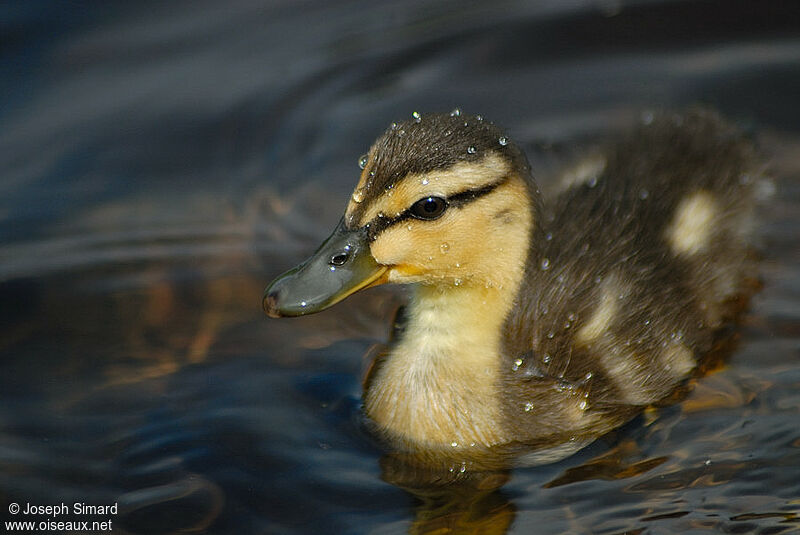 Canard colvertjuvénile