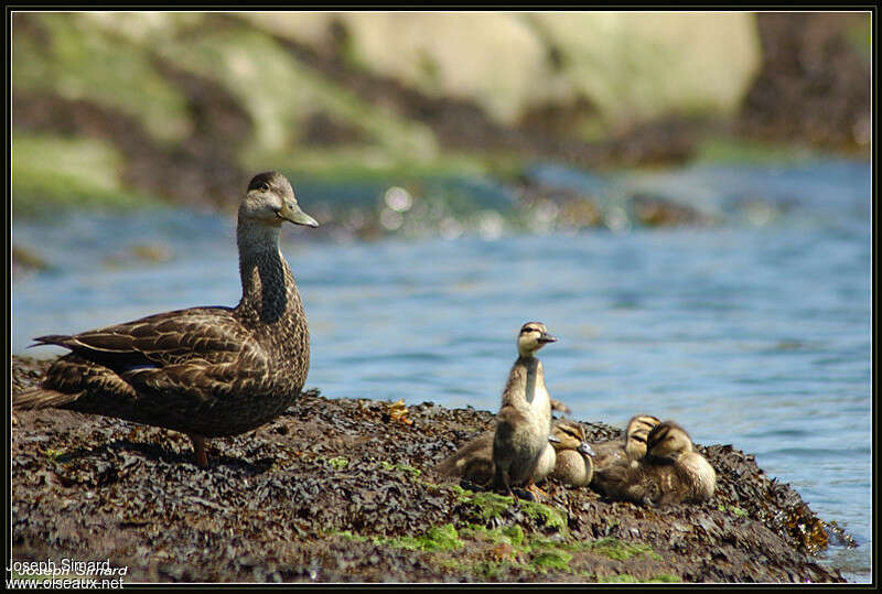 Canard noir femelle adulte, identification