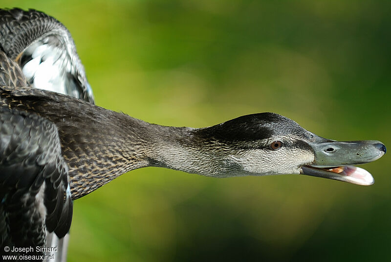 American Black Duck