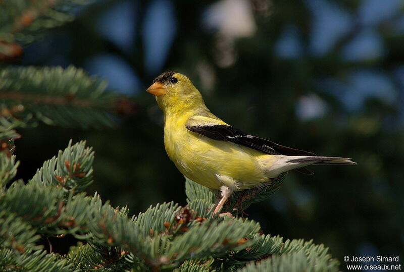 American Goldfinch