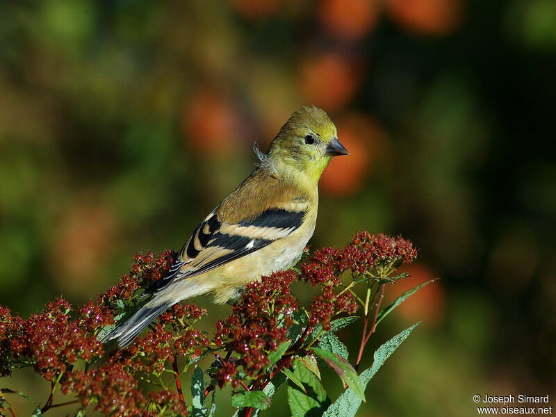 American Goldfinch