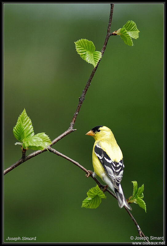 American Goldfinch male adult