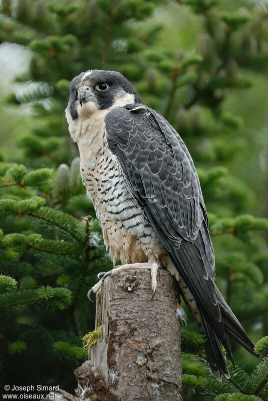 Faucon pèlerin, identification