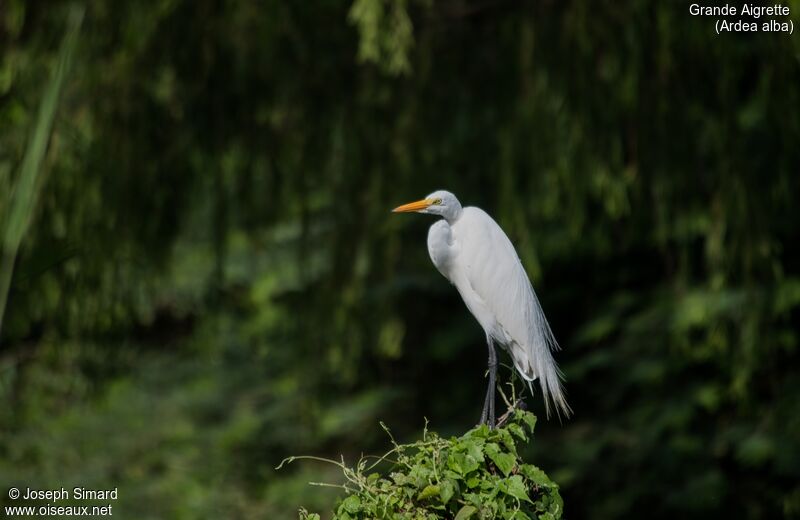 Grande Aigrette