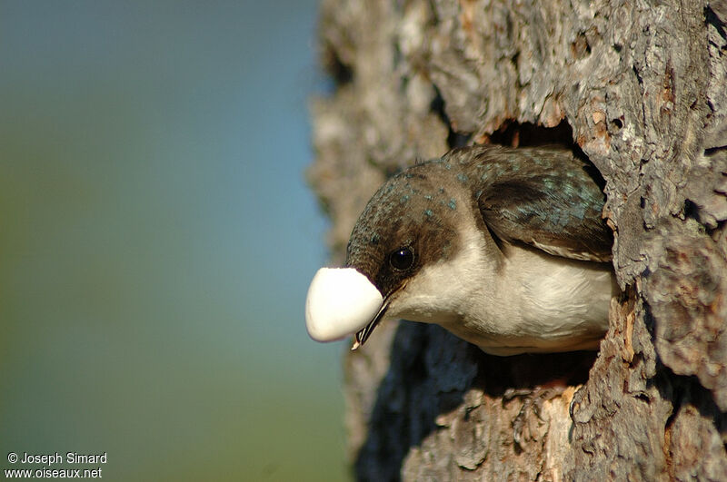 Hirondelle bicolore femelle