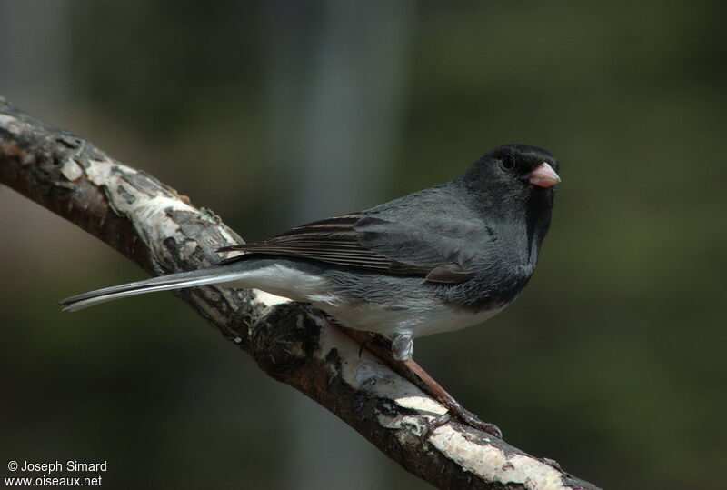 Junco ardoisé