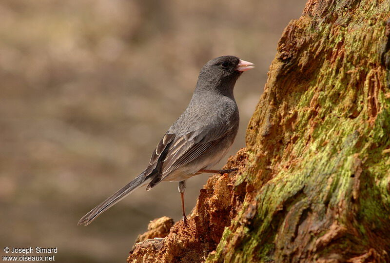 Junco ardoisé