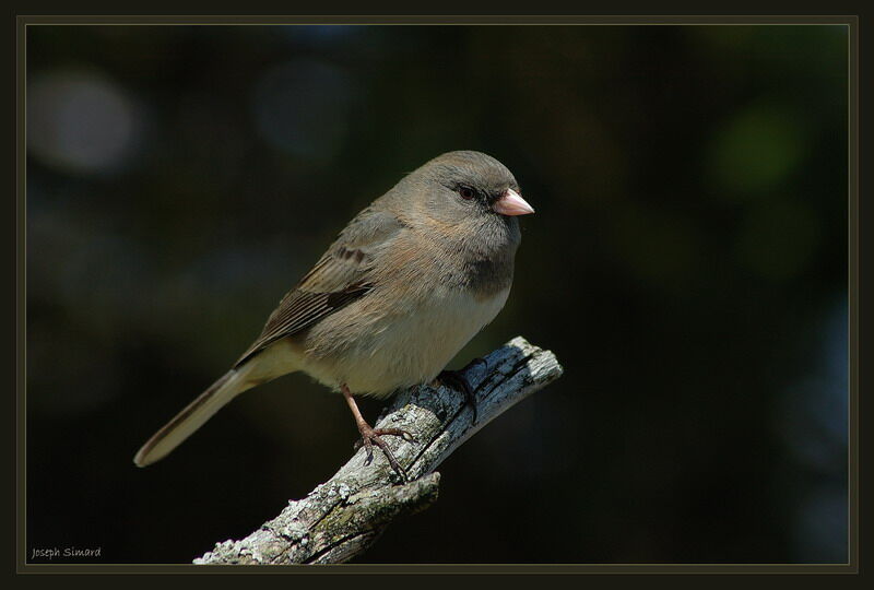 Junco ardoisé