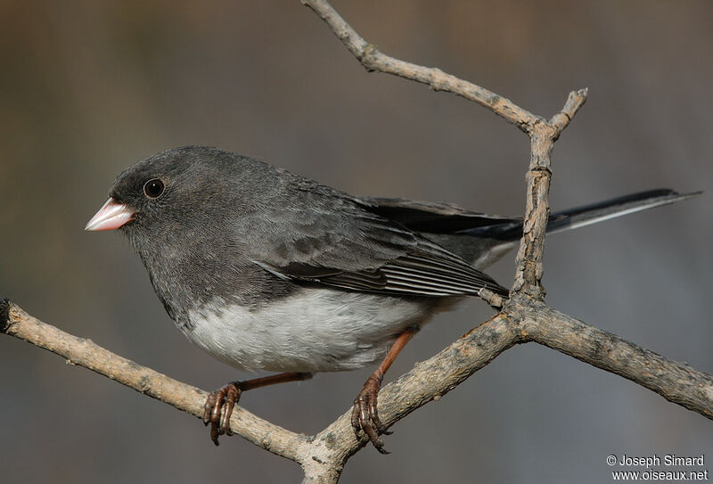 Junco ardoisé mâle